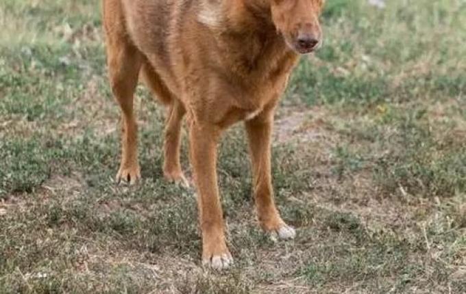 Homem que abusava sexualmente de cachorra é condenado em SC