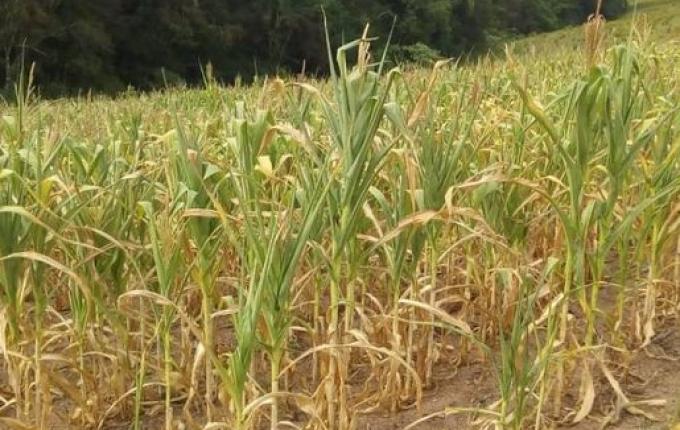 São João do Oeste decreta Estado de Emergência por falta de chuva