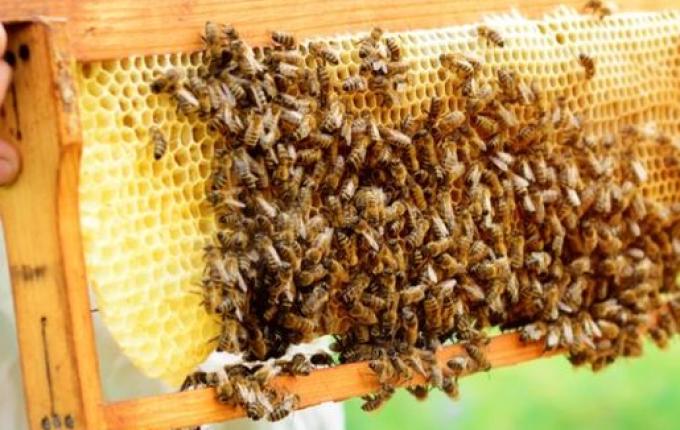 Baixo preço do mel desmotiva produtores
