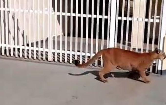 VÍDEO: Onça aparece e surpreende moradores em SP