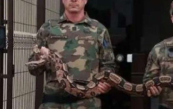 Jiboia gigante é encontrada dentro de carro em Santa Catarina