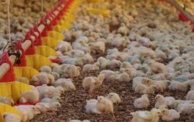 Ministério da Agricultura descarta três casos de gripe aviária; suspeita em SC segue em análise