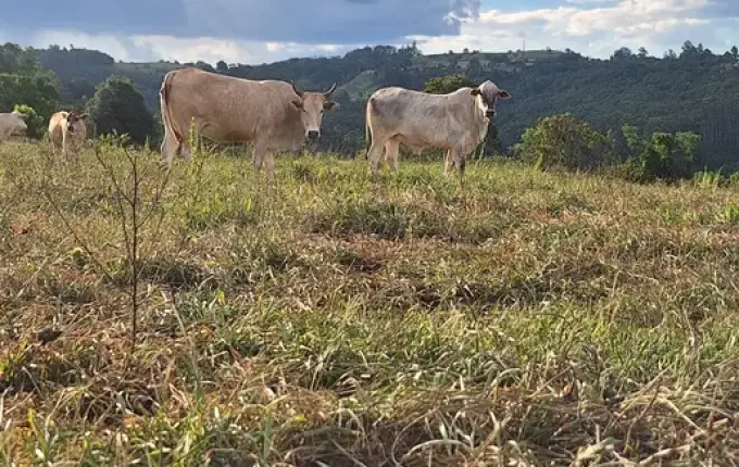 Estiagem provoca perdas de até 70% nas lavouras e afeta abastecimento em SMO