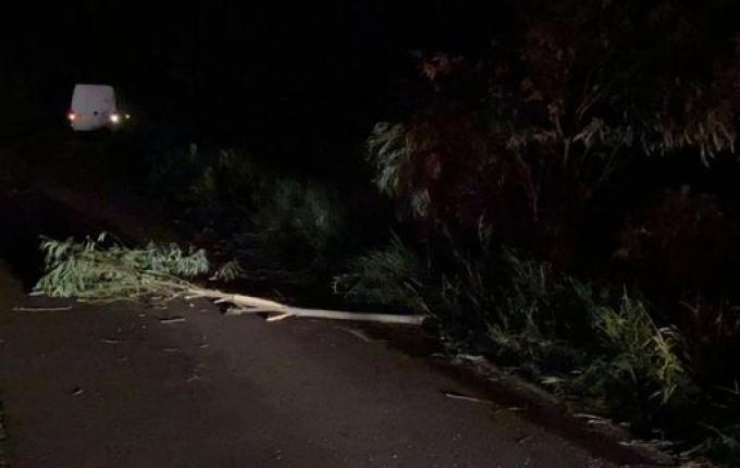 Galho de árvore sobre a pista provoca acidente na SC 496