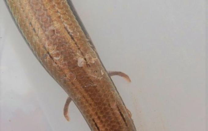 DNIT resgata duas cobras-de-vidro na BR-163