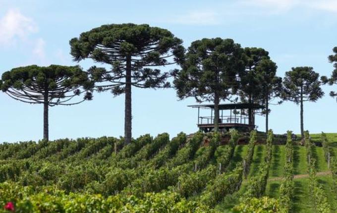 Programa estadual vai pagar produtores que preservam florestas nativas em SC