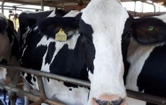 Cidasc alerta sobre obrigatoriedade do exame de tuberculose em rebanhos leiteiros