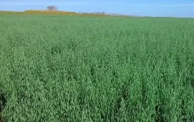 Epagri incentiva correção de solo nas lavouras de inverno