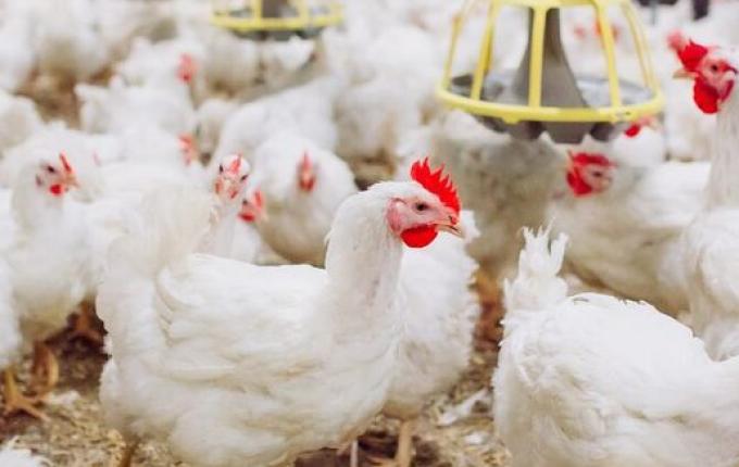 Após caso confirmado em granja comercial, Brasil se declara livre de gripe aviária