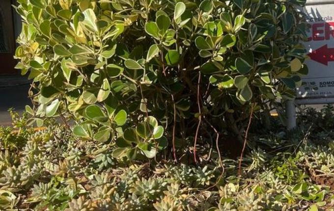 São Miguel do Oeste relança projeto que embeleza ruas com ajuda da comunidade