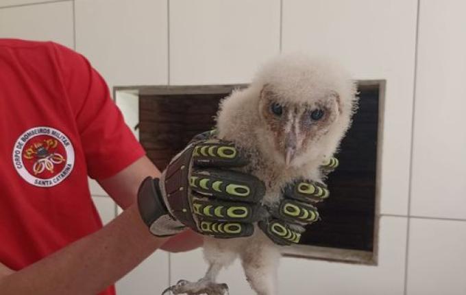 Bombeiros capturam corujas-da-igreja em Dionísio Cerqueira