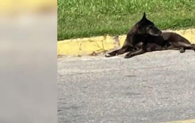 Defesa de adolescentes expostos no caso Orelha vai à Justiça contra redes e famosos