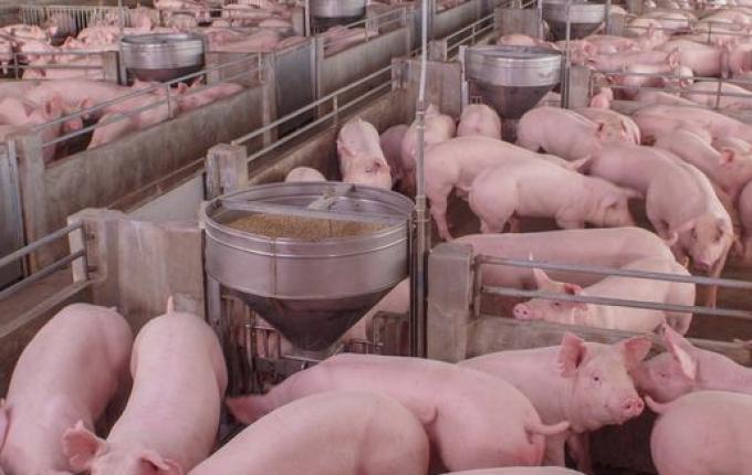 ACCS alerta para o máximo de cuidado com a biosseguridade