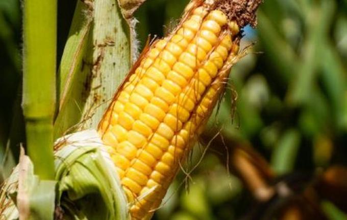 Epagri suspende atendimento devido alta procura do Reconstrói SC