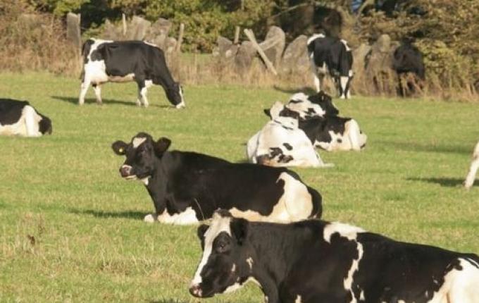Excesso de calor pode afetar produção e reprodução do gado leiteiro