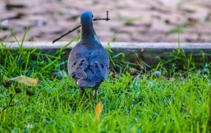 VÍDEO: Pombas na praça causam transtornos em São Miguel do Oeste