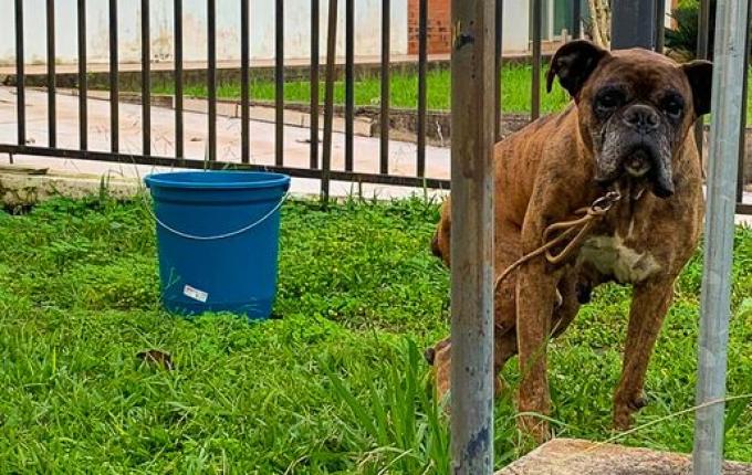 Após suposto Maus-tratos, PC elucida caso e devolve cão à dona em SMOeste