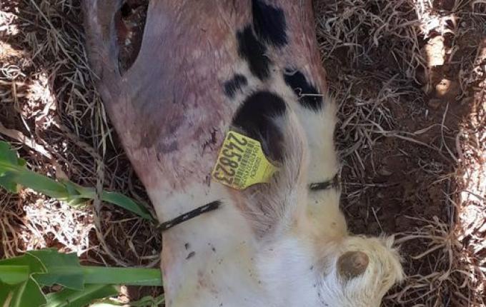 Bezerro é encontrado abatido no interior de São João do Oeste