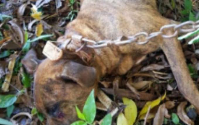 Homem é preso após matar cachorro a marretadas por recompensa de R$ 10