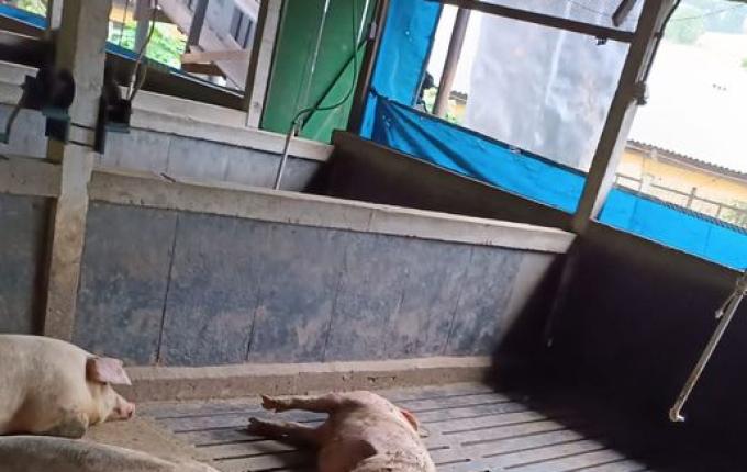 Descarga elétrica atinge 20 suínos no interior de São José do Cedro