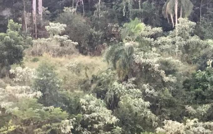 Buscas por condutor de veículo roubado e com drogas continua