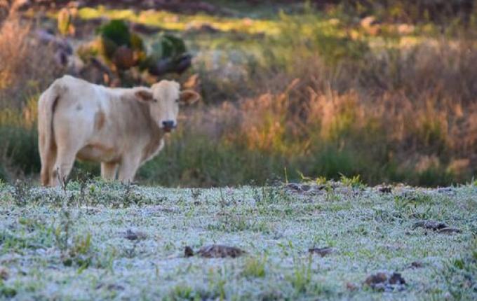 Ministério da Agricultura investiga suspeita de vaca louca