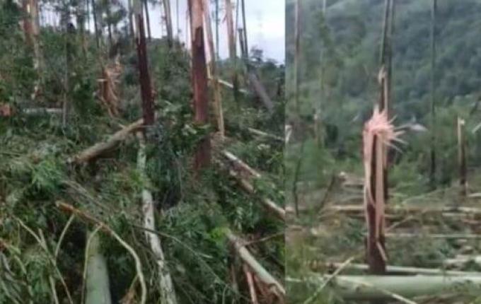 Árvores retorcidas e arrancadas pela raiz: Defesa Civil confirma tornado no Oeste de SC