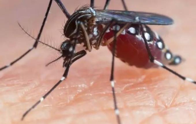 Santa Catarina registra 184 municípios infestados pelo Aedes aegypti