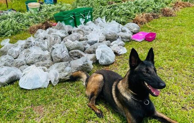 Operação prende três por tráfico de drogas em Itapiranga e São João do Oeste