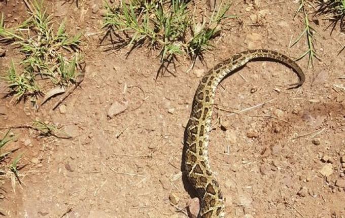 Homem morre após ser picado por cobra Jararaca em Coronel Bicaco