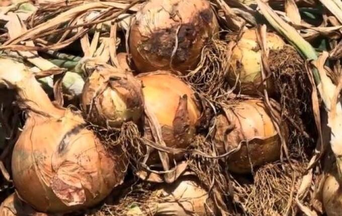 Terra da Cebola decreta emergência econômica após colapso no preço da cebola em SC