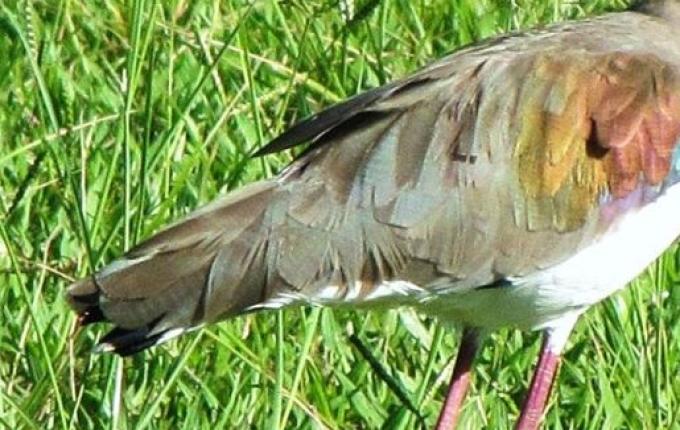 SC investiga caso suspeito de gripe aviária em Quero-Quero