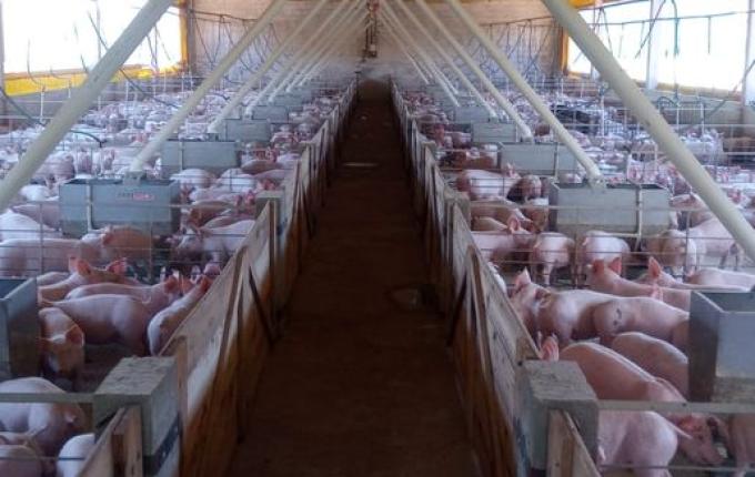Alto custo de produção preocupa suinocultor de São José do Cedro