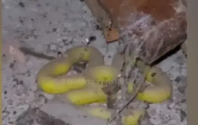 Biólogo é chamado para resgatar cobra, mas encontra pedaço de plástico em SC