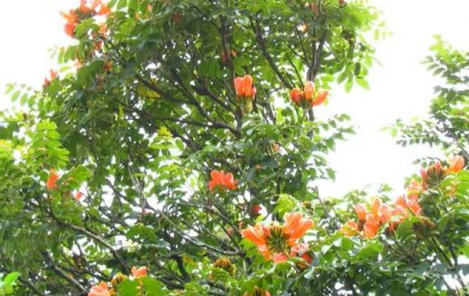 SC vai multar em R$ 1 mil quem plantar árvore com flor tóxica e letal