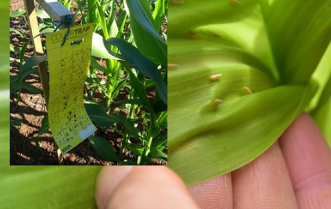 Infestação de cigarrinha-do-milho cresce em SC e eleva risco às lavouras