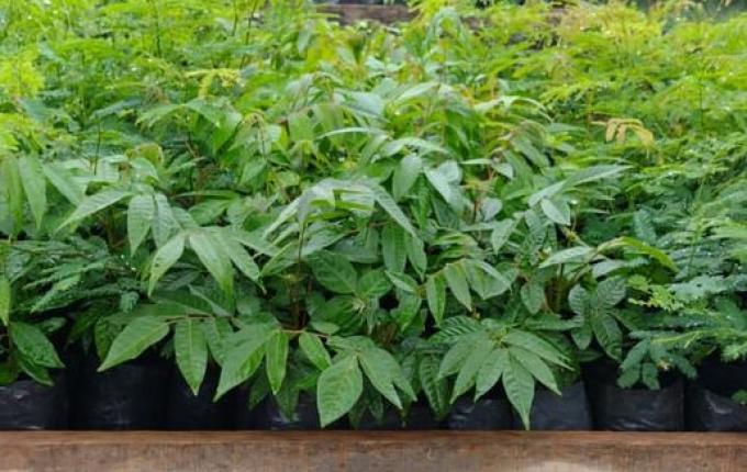 População pode pedir mudas de árvores nativas para plantar, em Guaraciaba