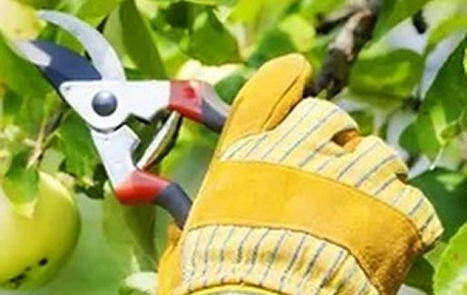 Epagri orienta para que agricultores não façam a poda de árvores frutíferas