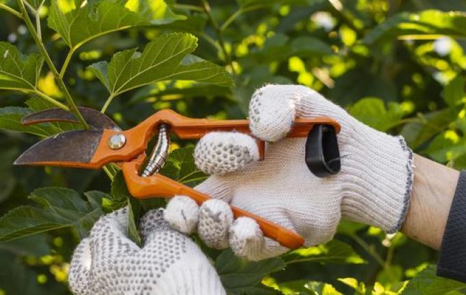 Morador não pode podar árvore na calçada, alerta Urbanismo de São Miguel do Oeste