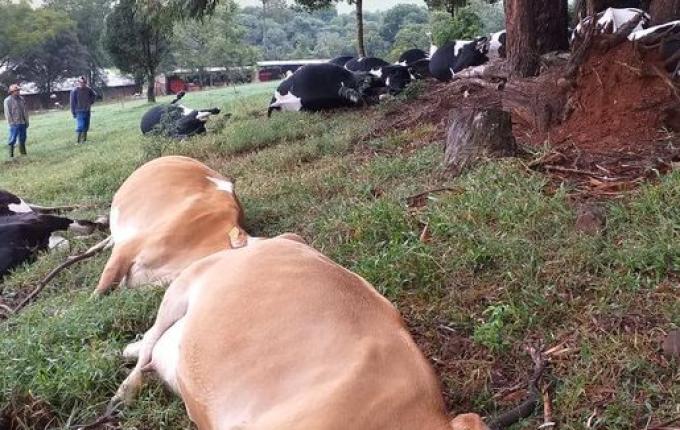 Raio mata 16 vacas em propriedade do Oeste