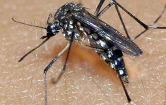 Aumento do vetor da Dengue é esperado para os próximos meses na região
