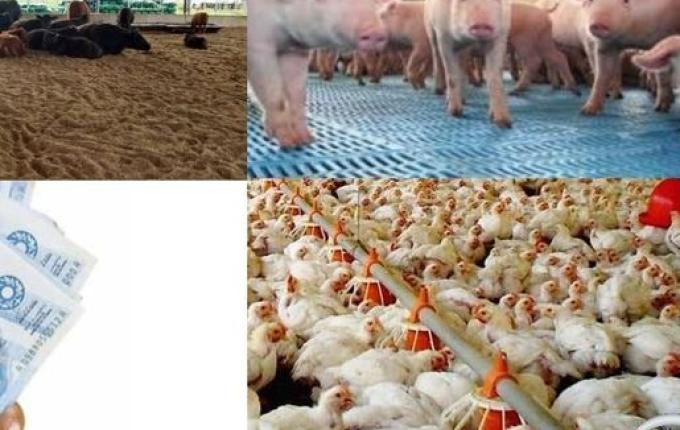 Itapiranga é destaque no movimento agropecuário