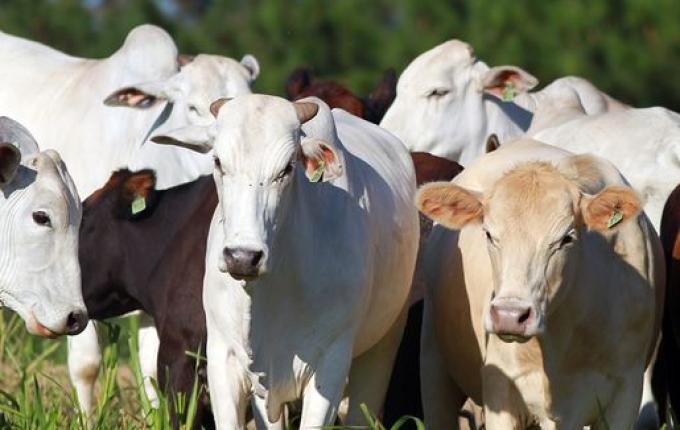 Epagri realiza capacitações para criadores de gado de corte em São João do Oeste