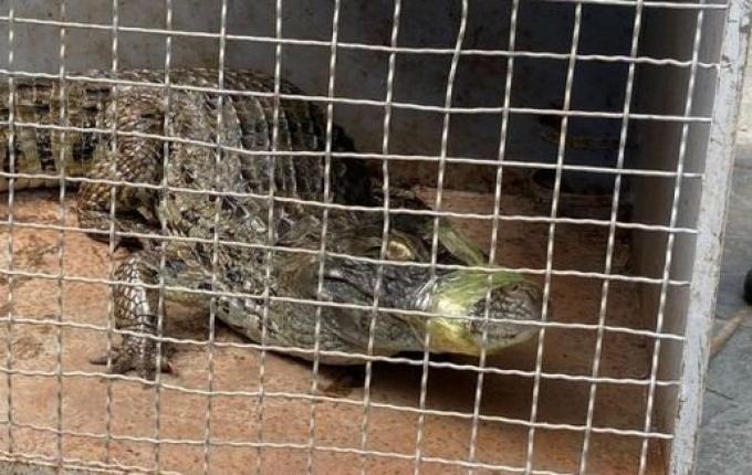 Jacaré que apareceu em lago de Dionísio Cerqueira é capturado