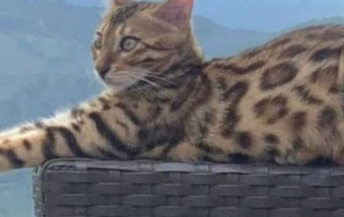 Confundida com jaguatirica, gata é solta em mata de Belo Horizonte