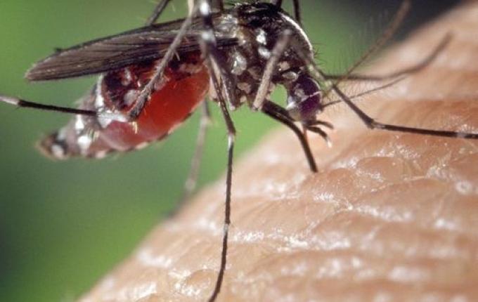Santa Catarina tem primeira morte por dengue de 2022, segundo Dive