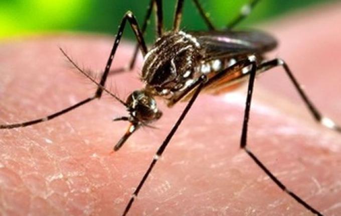 SMOeste já registra 82 casos confirmados de dengue em 2022