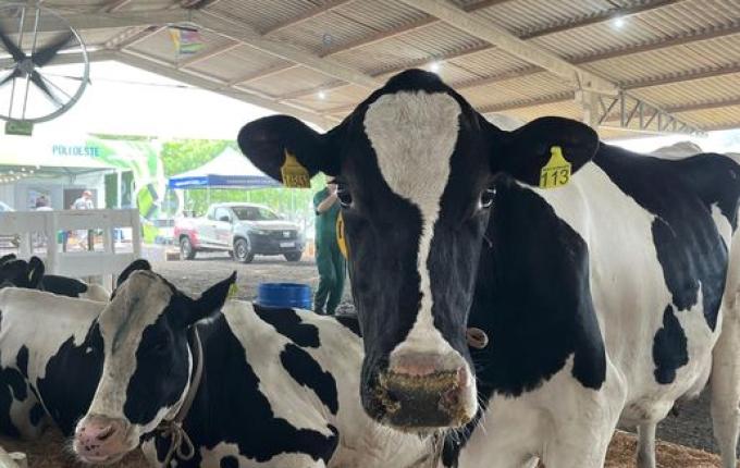 Animais da Mercoleite começam a chegar no parque de exposições