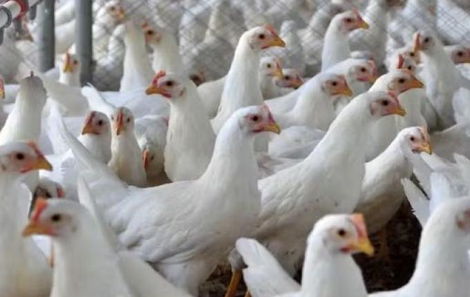 SC emite alerta máximo após 1º caso de gripe aviária em granja ser detectado no RS