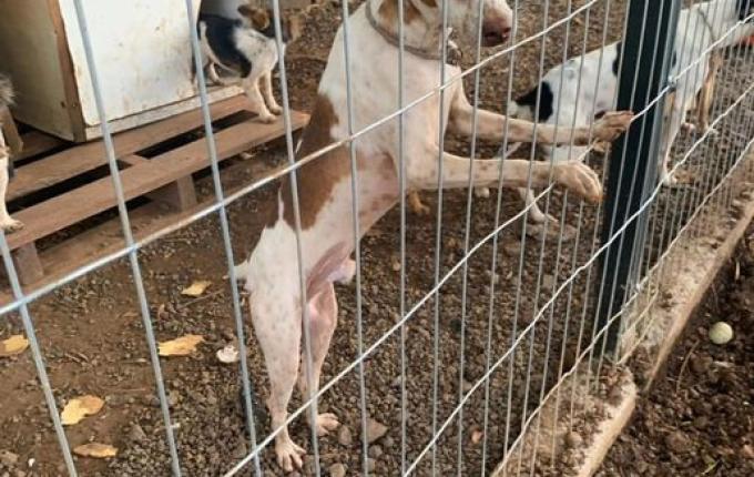 Operação da Polícia Civil resgata cães vítimas de maus-tratos em Tigrinhos